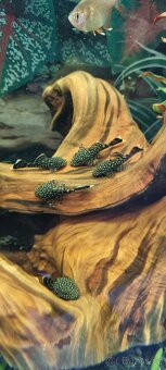 Ancistrus - 3