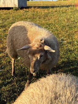 Jehnička kříženec - 3