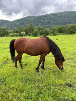 Pony kobylka - 3