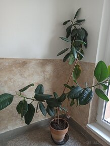 Fíkus 160 cm - 3