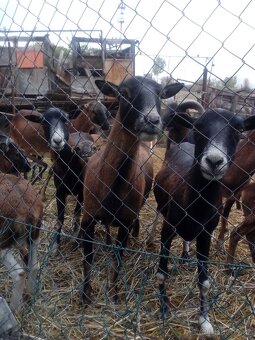 Prodám jehňata ovce kamerunske - 3
