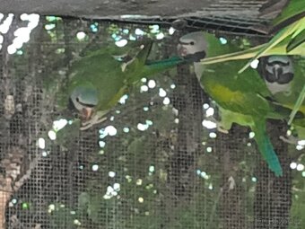 Prodám alexandry čínské - 3