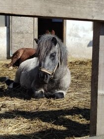 Prodej klisny Shetland pony - 3