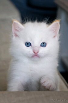 Hebká koťátka Ragdoll - odběr polovina června - 3