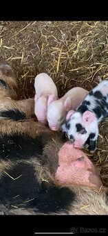 Kune Kune - 3