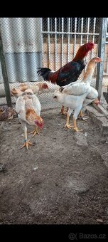 Malajka velká pšeničná - 3