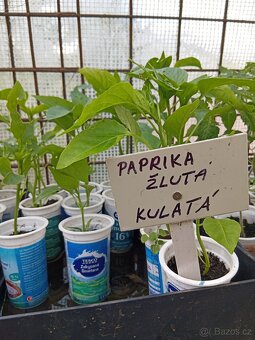 Doprodej sazenic rajčat a paprik - 3