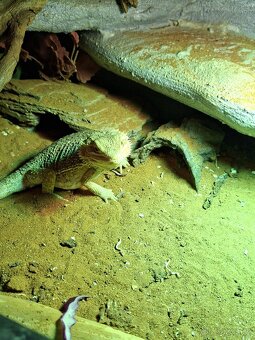 Adama vousata rezo×brown×red - 3