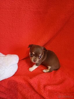 Čivava štěňátka - 3