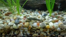 Akvarijní šnek (šneci) Okružák ale i jiné druhy - 3