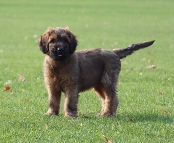 PLAVÁ ŠTĚŇÁTKA BRIARDŮ - 3