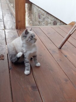 Koťátka zdarma - 3