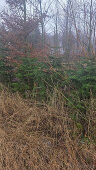 Vanoční Jedle kavkazská - 3