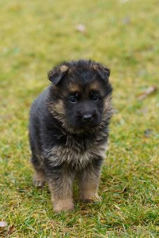 Štěňata - Německého ovčáka - 3