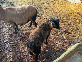 Kamerunský Beránek - 3