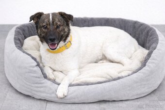 Peggy hledá domov - 3