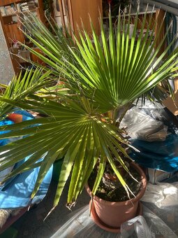 Vejirova palma (Washingtonia robusta) - 3
