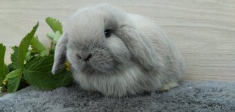 Miminka minilop beránků k rezervaci 🐰 - 3