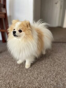 Pomeranian creme-sable ke krytí s PP a s bonitací - 3