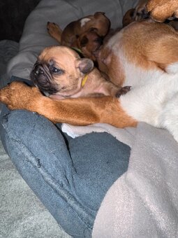 Francouzský buldoček – štěňátka k rezervaci 🐶 - 3