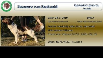 Malý münsterlandský ohař šteňata MMO s PP - 3