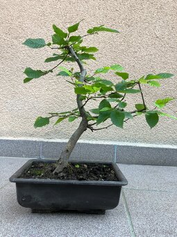 Bonsai, Bonsaj, jamadori, habr - 3