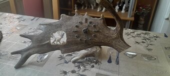 S daňka vyřezavané hodiny, a tři srnči trofeje - 3
