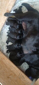 Labradorsky retriver s PP-šteňata - 3