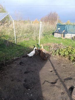 Kachna pekingská křížená s indickým běžcem - 3