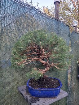 Bonsai,bonsaj Borovice - 3