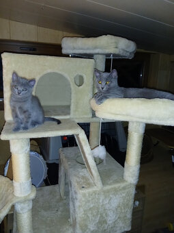 Kartouzská Kočka -kotě - 3