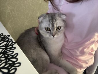 Britská Chinchilla - 3