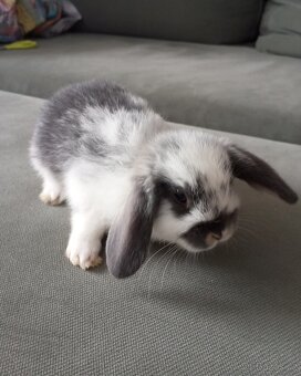 Zakrslý beránek králíček - 3