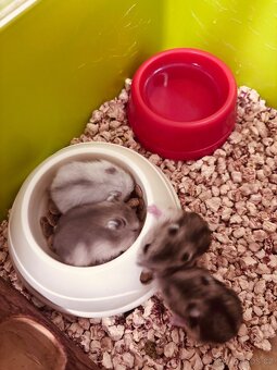 Křečík džungarský - 3