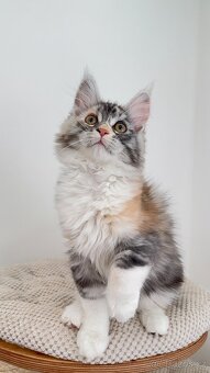 Kočička mainská mývalí s PP - 3