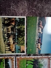 Prodám 12 starých nepoužitých pohlednic s koňmi - 3