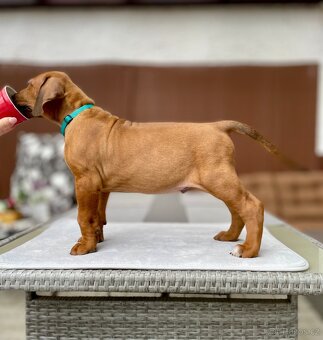 Rhodéský Ridgeback štěňátka s PP - 3