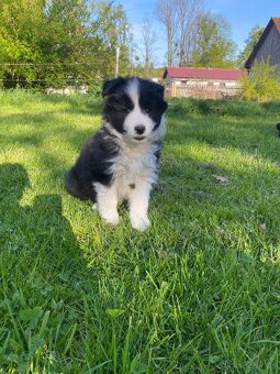 BORDER KOLIE - 3
