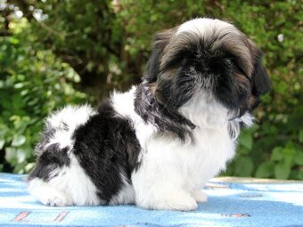 Shih-tzu, ši-tzu , shih tzu, ši-cu - štěňátka s PP FCI - 3