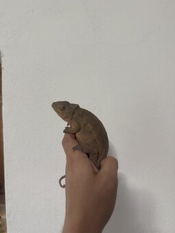 Furcifer pardalis - Chameleon pardálí - 3