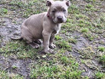 Americký pitbulterier pitbul pitbull - 3