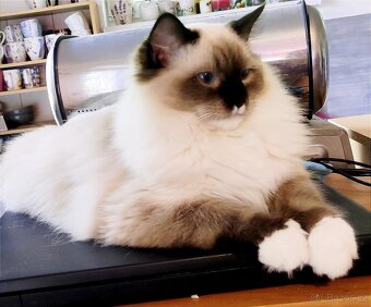 Ragdoll s pp - 3