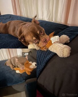 American Bully Micro/exotik s PP - 3