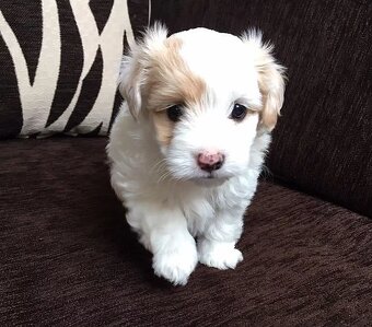 Boloňský psík - 3