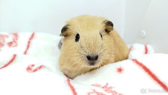 Morče, Morčata, Morčátko, Morčátka - SISI - 3