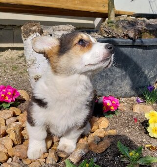 Welsh corgi pembroke - 3