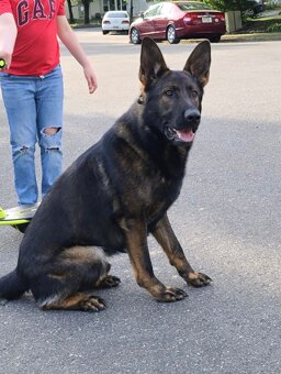 Německý ovčák štěńata celočerná a vlkošedá - 3
