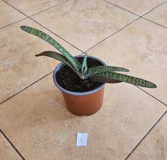 Sukulenty Gasteria - 3