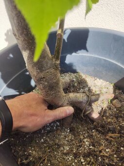 Tvarovaný strom, bonsai, niwaki, yamadori - 3