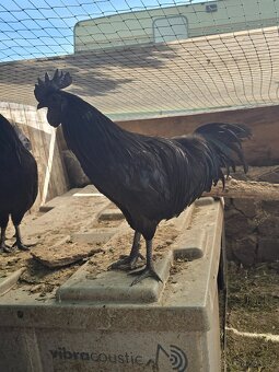 Kohouti Ayam Cermani - 3